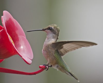 Pretty Boy On Feeder - 3