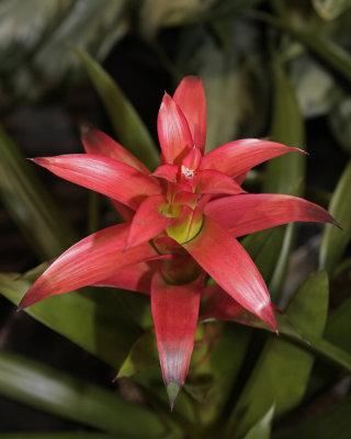 Red Bromeliad - 2