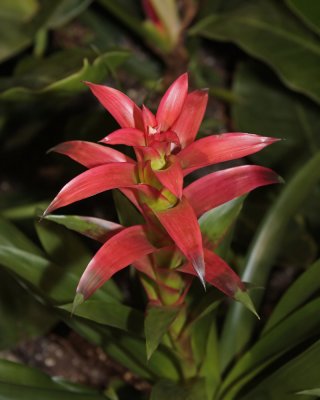 Red Bromeliad - 3