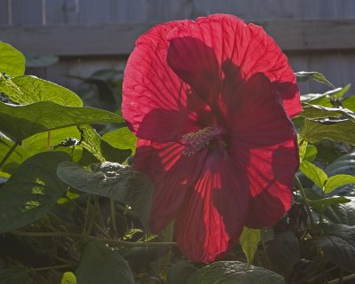 Backlit Red Hibiscus