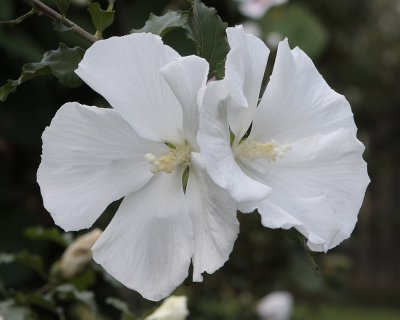 3D Rose of Sharon