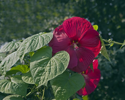 Red Hibiscus