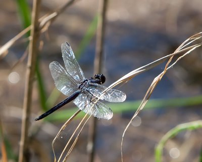 Male Slaty Skimmer