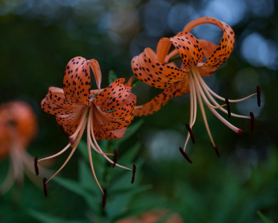 Pair of Orange Day Lilies
