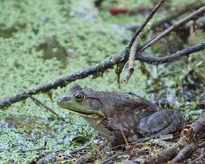 Bullfrog-1