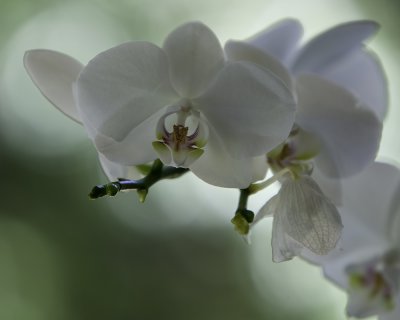 Orchid