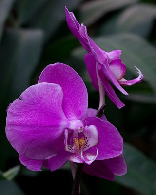 Violet Beauty