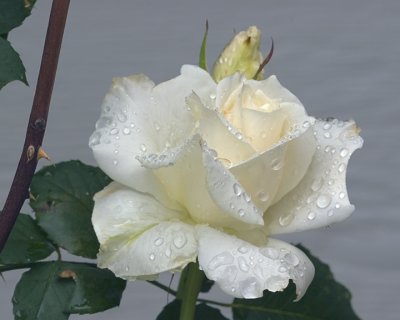 White Rose