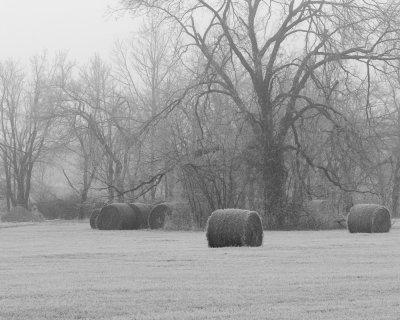 Foggy Farm Morning