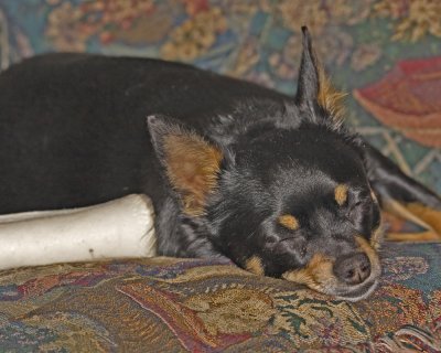 Missy and her rawhide bone