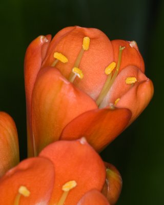 Red Crocus