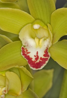 Cymbidium Orchid
