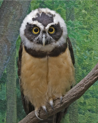 Intense Owl