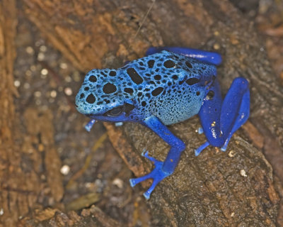 Blue Poison Dart Tree Frog