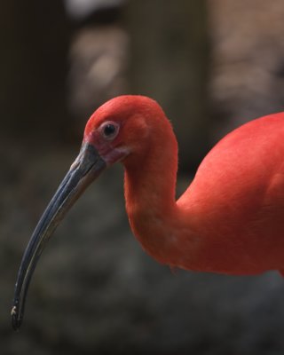 Red Ibis