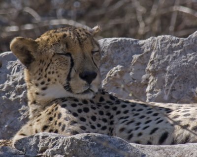 Basking in the Sun