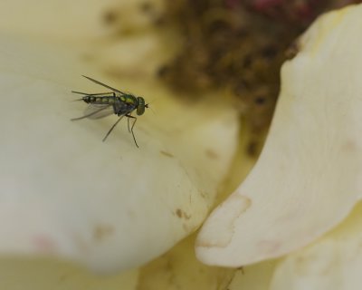 Iridescent Green Fly on Yellow Rose