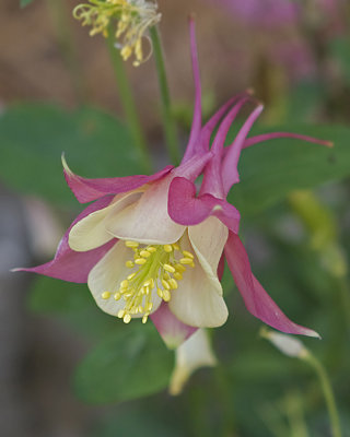 Columbine - 2