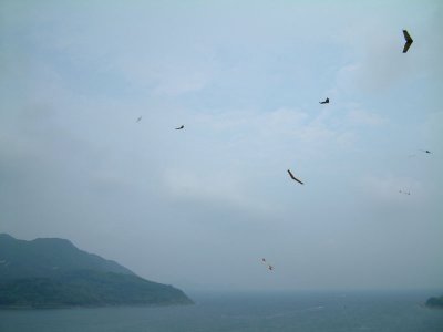 nƵ