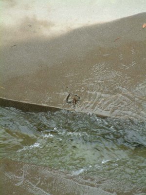 DSCF0004.jpg