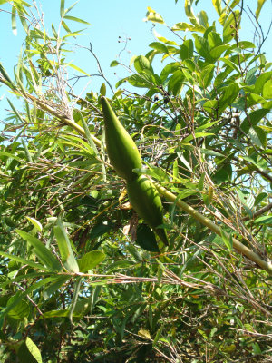 DSCF0040.jpg