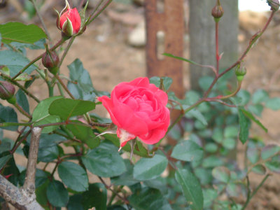 DSCF0075.jpg
