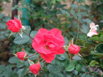 DSCF0076.jpg