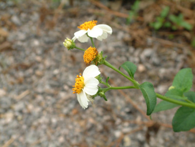 DSCF0013.jpg