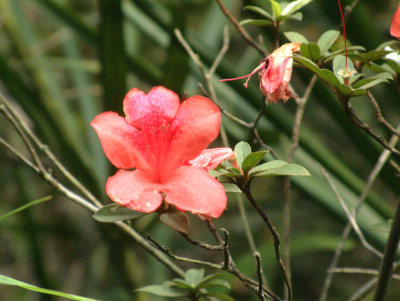 DSCF0088.jpg