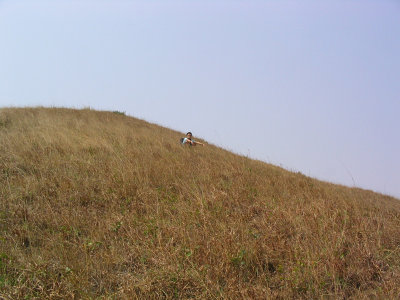 shorttsui 018.jpg