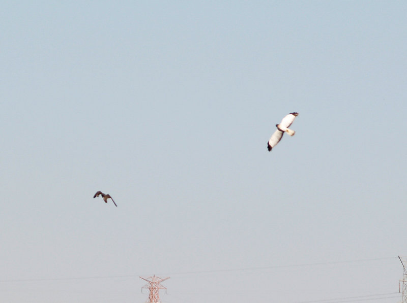 Northern Harrier - 10-25-08 dog fight between Harrier and Peregrine