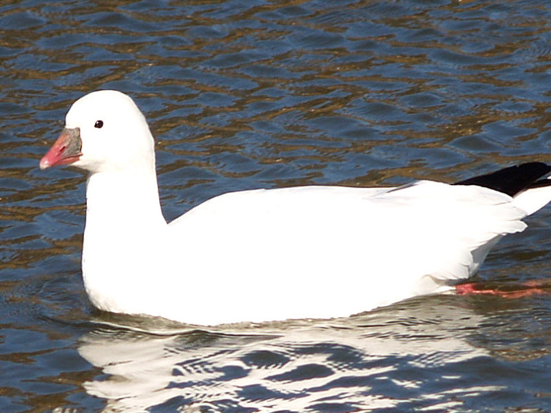 Rosss Goose - 12-2-08 Shelby Farms