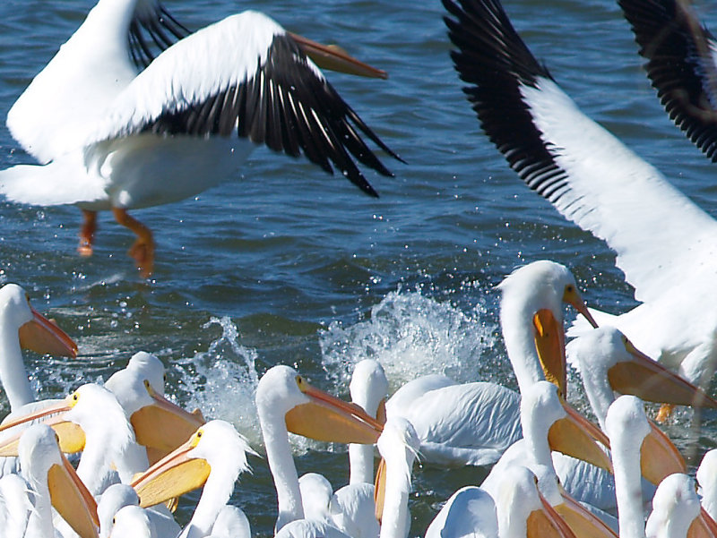 White Pelicans - 1-31-09 Robco Lake - flying in to feed