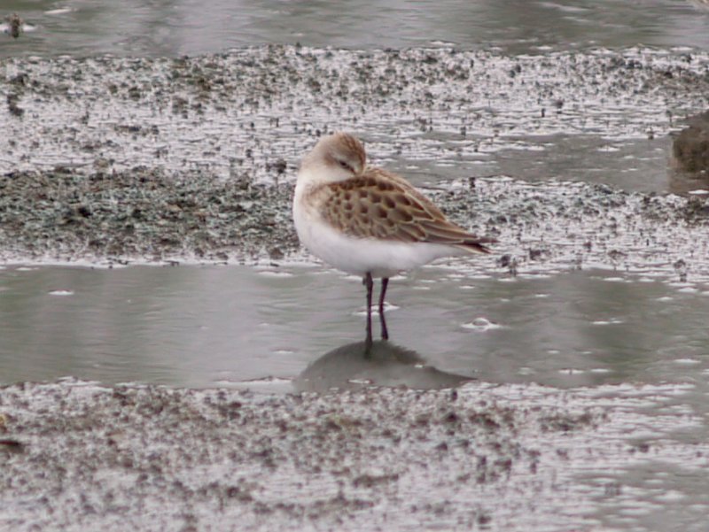 Semipalmated Sandpiper - imm. red 9-9-07