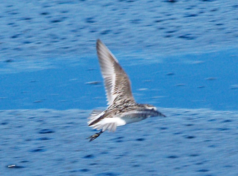 Semipalmated Sandpiper - 7-13-10 Ensley.