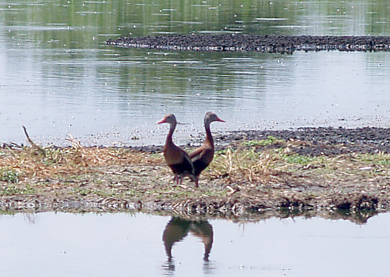 Black-bellied Whistling Duck - 7-27-10 -NTP pair