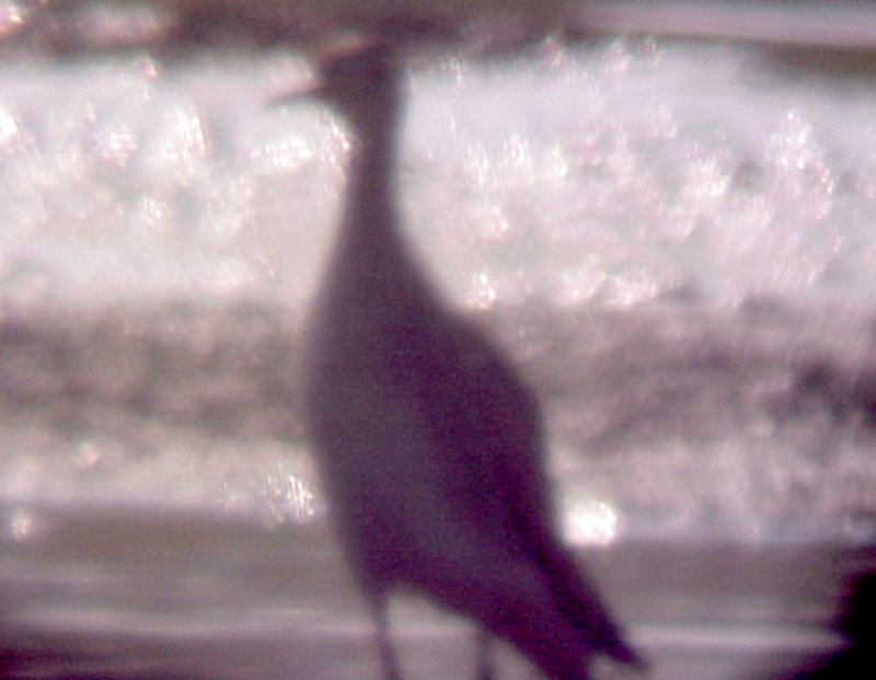 Upland Sandpiper - 8-15-10 NTP Shelby Co
