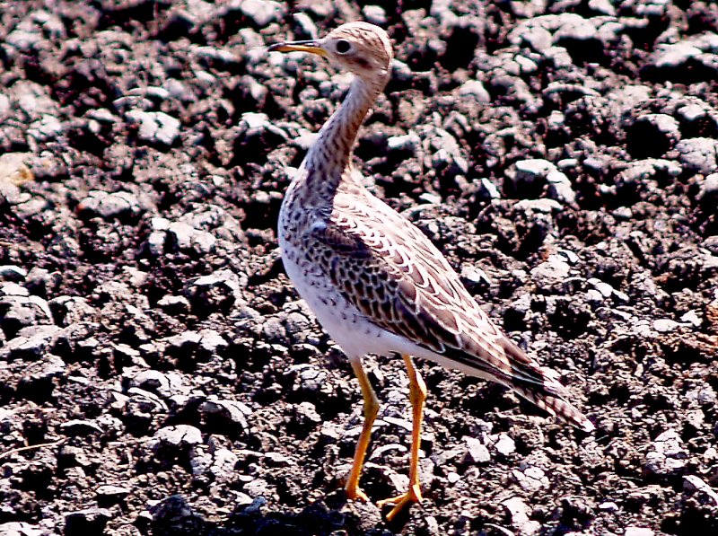 Upland Sandpiper - 8-22-10 imm. Ensley