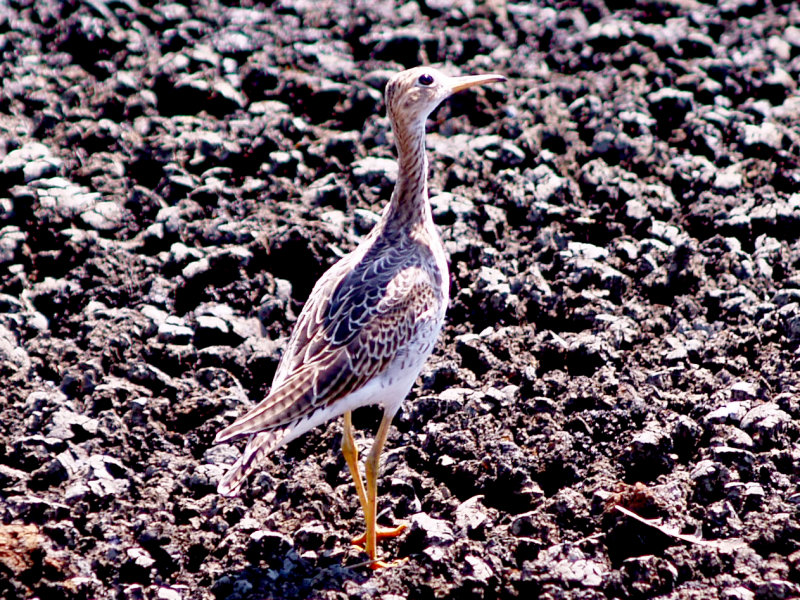 Upland Sandpiper - 8-22-10 imm. Ensley - Hawk Watching