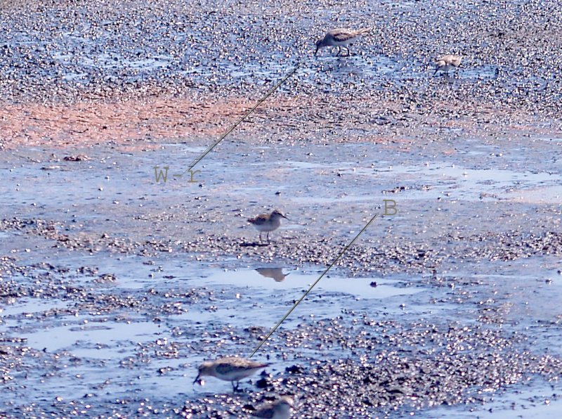 Bairds - White-rumped Sandpiper - compare