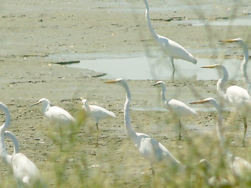 Snowy Egret - 9-6-10 immatures Tunica Co. MS