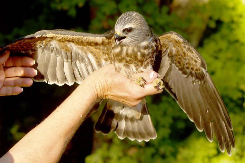 Mississippi Kite - 9-19-10 Juvenile