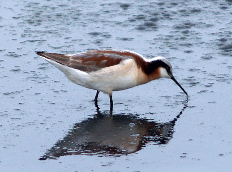 Wilsons Phalarope - 5-14-08 female