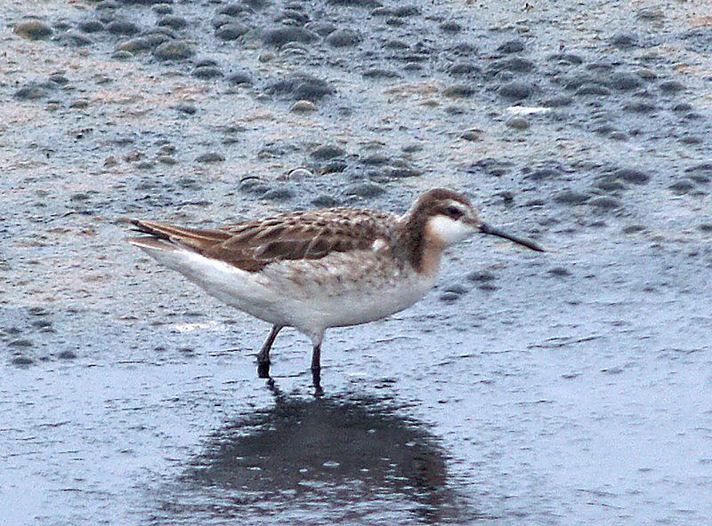 Wilsons Phalarope - 5-14-08 male