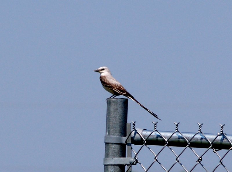 Scissor-tailed Flycatcher - Pres. Is. 5-26-08