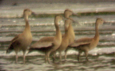 Black-bellied Whistling Duck - 9-20-08 Fabulous Fledged Five
