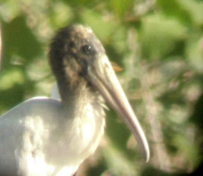 Wood Stork - 9-13-08 - Ensley Bottoms, Shelby Co.