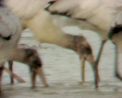 Wood Stork - 9-14-08 - Gang Feeding