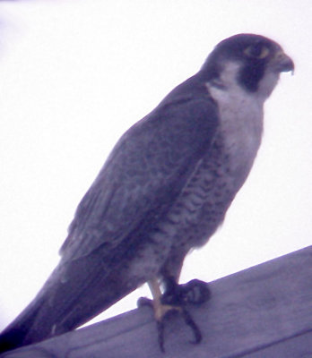 Peregrine Falcon - 9-21-08 Ensley adult 