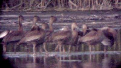 Black-bellied Whistling Ducks - 10-4-08 - 11 of 12 young